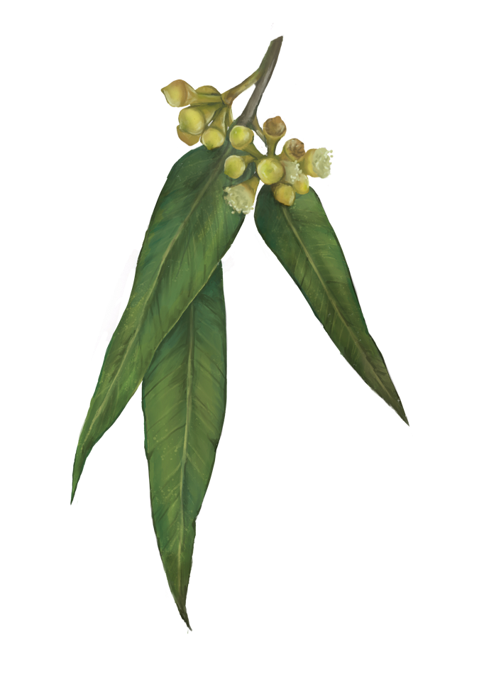 A lemon eucalyptus tree (also known as a Lemon-scented gum) leaf