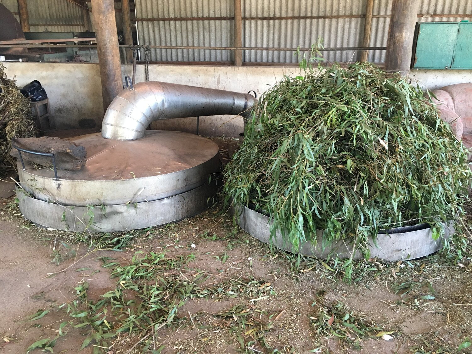What is Oil of Lemon Eucalyptus? The Complete Guide to OLE Mosquito Repellent