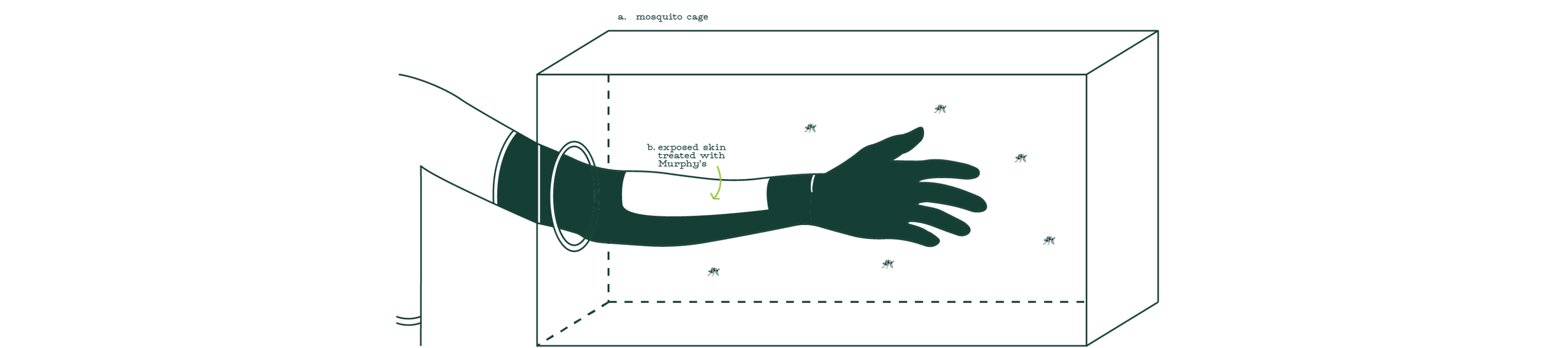 graphic depicting the efficacy testing performed for this product (arm in cage)